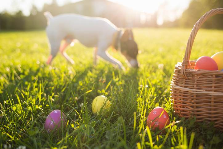 Easter eggs in a basket on the grass on a Sunny spring day close-up. running dog in the background Easter eggs in a basket on the grass on a Sunny spring day close-up. running dog in the background